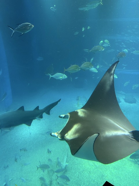 画像の説明 画像の説明